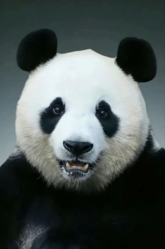 이뻐이뻐아이바오